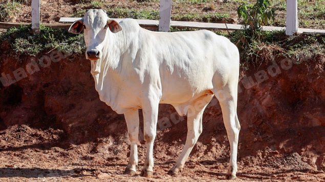 Lote em leilao em Pratápolis/MG