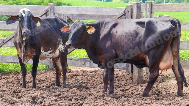 Lote em leilão em Jataí/GO - Lote 21