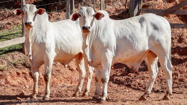 Lote em leilao em Pratápolis/MG