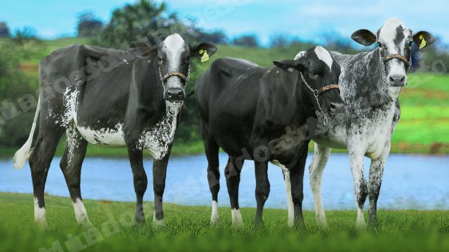 Lote em leilão em RN