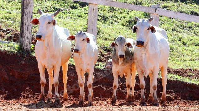 Lote em leilao em Pratápolis/MG
