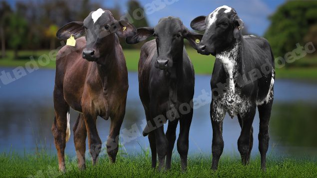 Lote em leilão em Cachoeira de Macacu/RJ - Lote 17