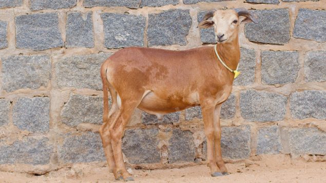 Lote em leilao em Taperoá/PB