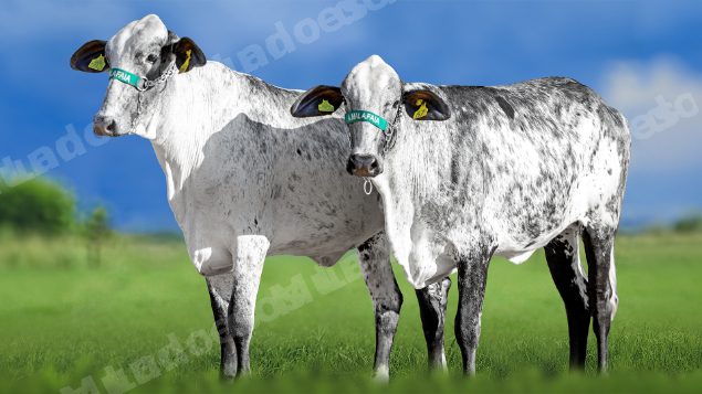 Lote em leilao em Miradouro/MG