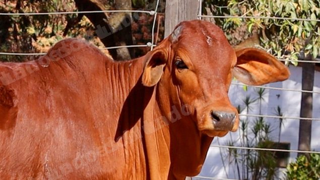 Lote em leilao em Planaltina/GO