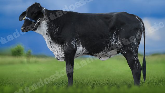 Lote em leilao em Igaratinga/MG - Lote 13