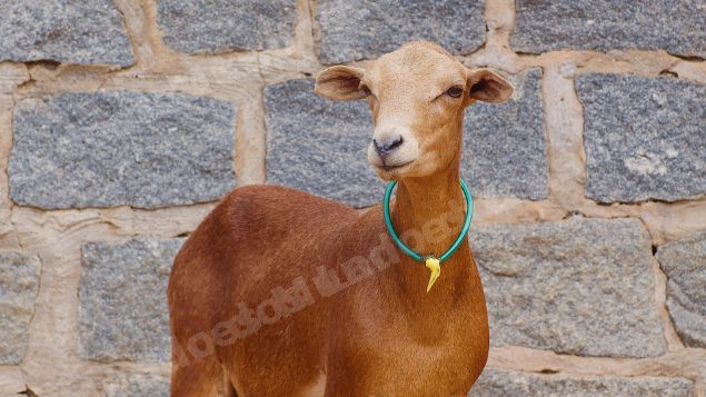Lote em leilao em Taperoá/PB