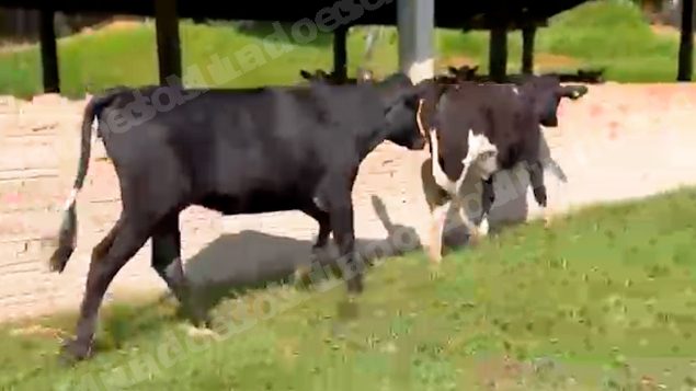 Lote em leilao em Silveiras/SP
