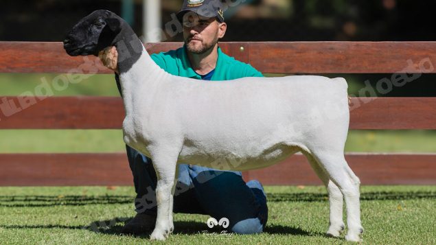 Lote em leilao em Brasil