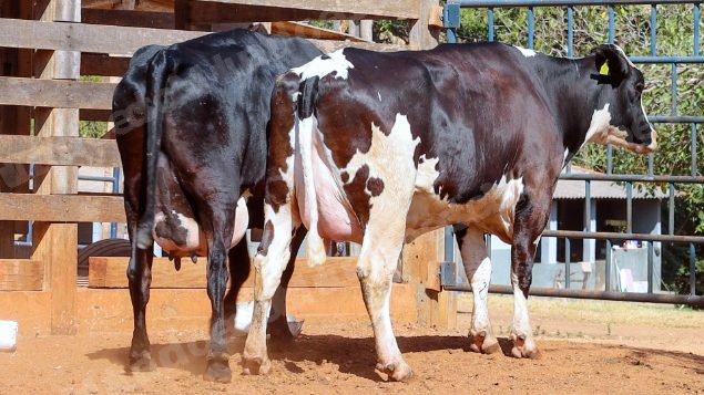 Lote em leilao em Cristalina/GO