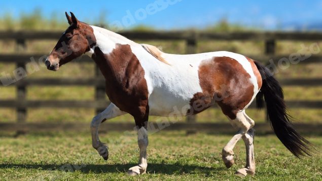 Lote em leilao em Brasil