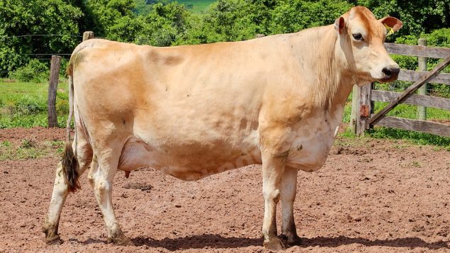 Lote em leilão em Jataí/GO - Lote 23