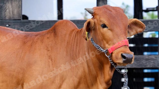 Lote em leilao em Brasil