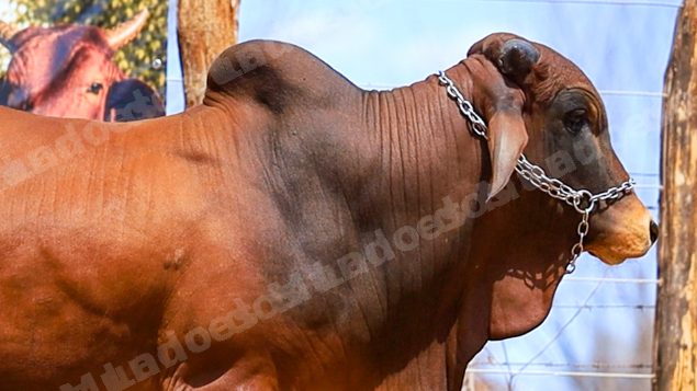 Lote em leilao em Brasil - Lote 658