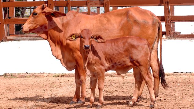 Lote em leilao em Brasil