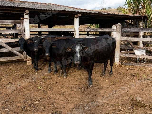 Lote em leilao em São Gabriel da Palha/ES