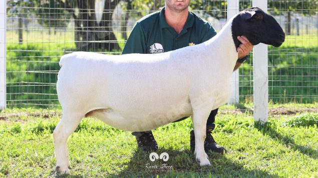 Lote em leilao em Brasil