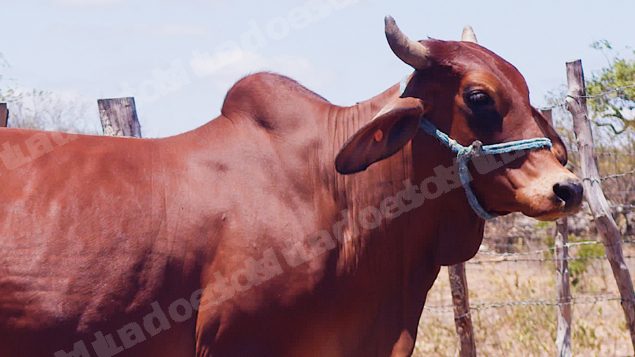 Lote em leilão em Brasil - Lote 165