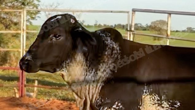 Lote em leilao em Sabino/SP