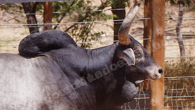 Lote em leilao em Santa Luzia/PB