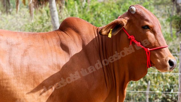 Lote em leilao em Brasil