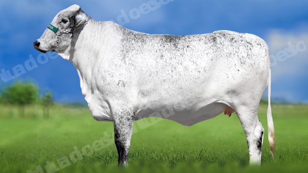 Lote em leilao em Miradouro/MG
