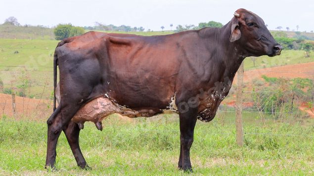 Lote em leilão em Dores do Indaiá/MG - Lote 8