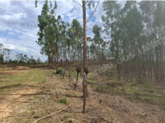 Imóvel rural em leilão em Luz/MG - Lote 14