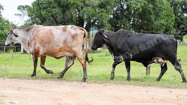 Terreno em leilao em Cachoeiras de Macacu/RJ