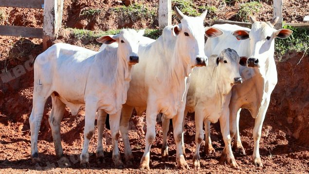 Lote em leilao em Pratápolis/MG