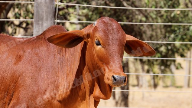 Lote em leilao em Planaltina/GO