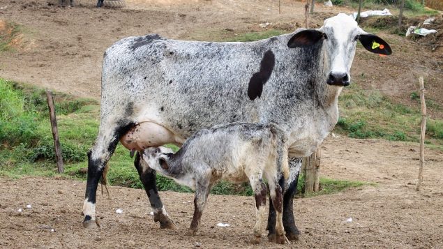 Lote em leilao em Silveiras/SP