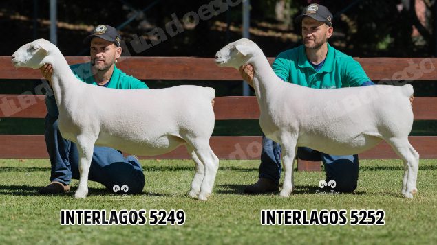 Lote em leilao em Brasil