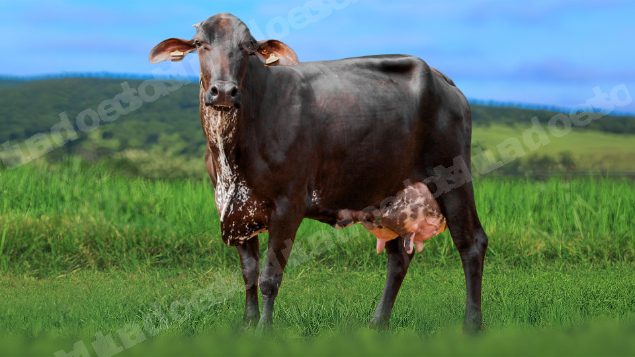 Lote em leilao em Álvares Florence/SP