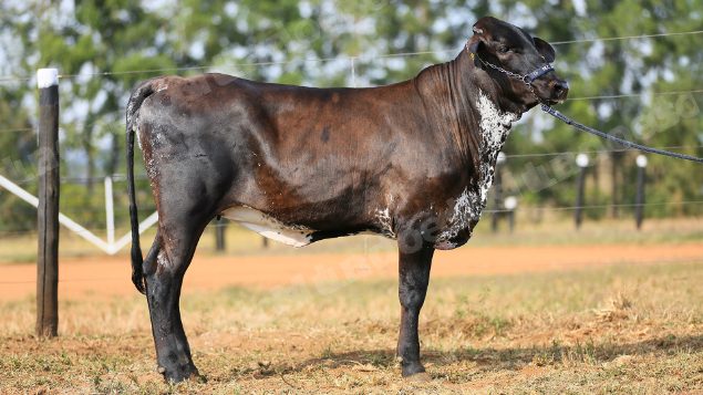 Lote em leilao em Brasil