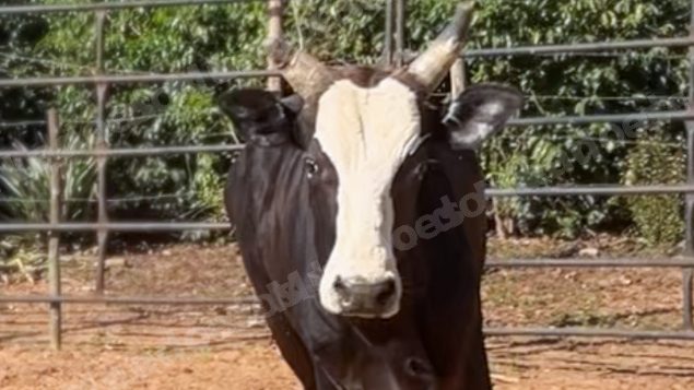 Lote em leilao em Sabino/SP