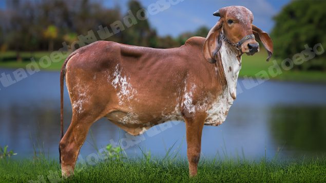 Lote em leilão em Cachoeira de Macacu/RJ - Lote 19