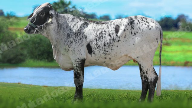Lote em leilão em Brasil