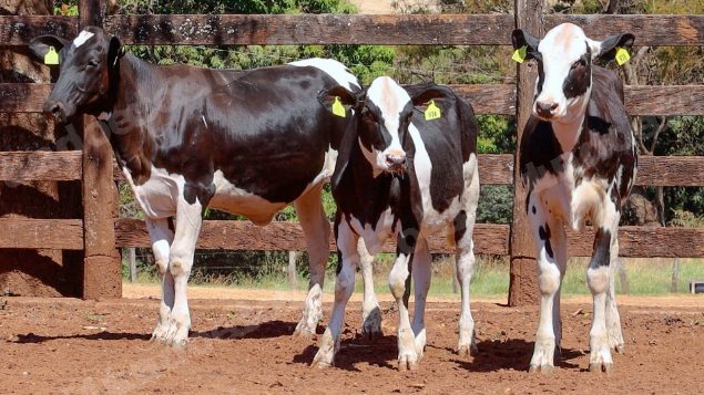 Lote em leilao em Cristalina/GO