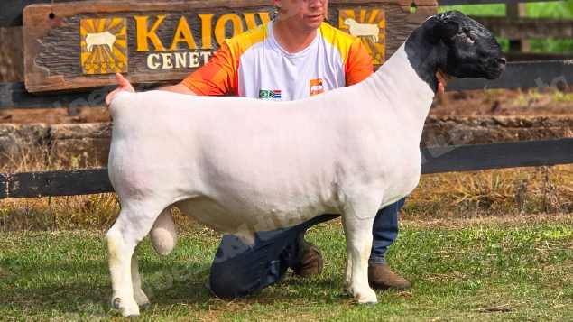 Lote em leilao em Brasil