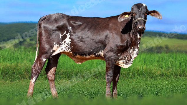 Lote em leilao em Álvares Florence/SP