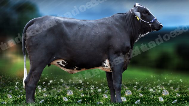 Lote em leilão em Brasil - Lote 64