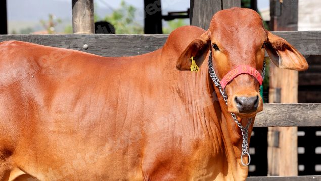 Lote em leilao em Brasil