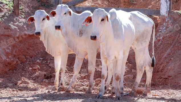 Lote em leilao em Pratápolis/MG