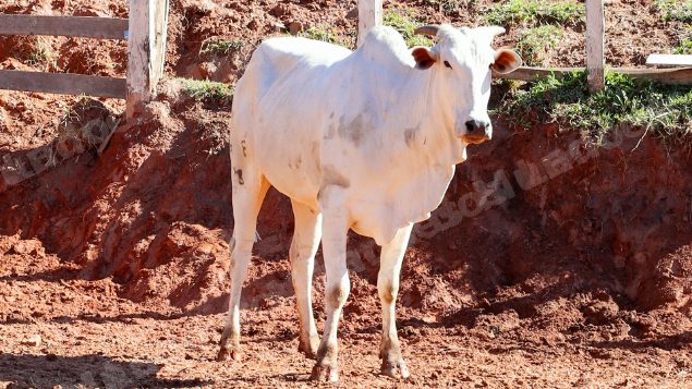 Lote em leilao em Pratápolis/MG