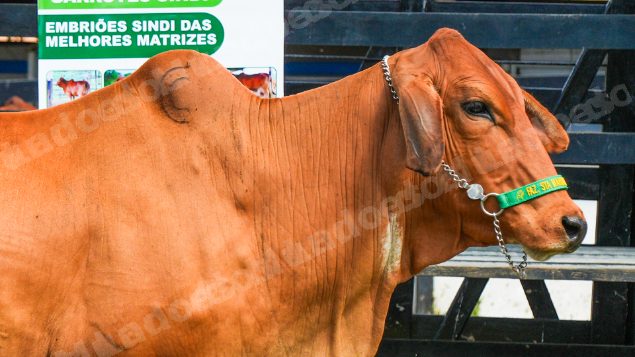 Lote em leilao em Brasil - Lote 717