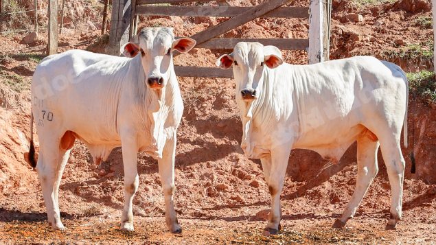 Lote em leilao em Pratápolis/MG
