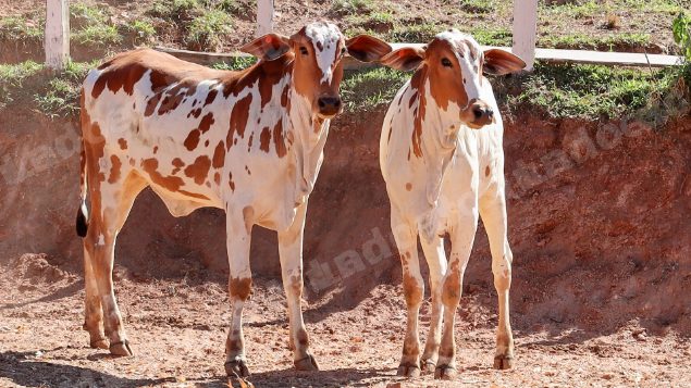 Lote em leilao em Pratápolis/MG