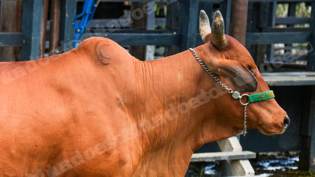 Lote em leilao em Brasil - Lote 720