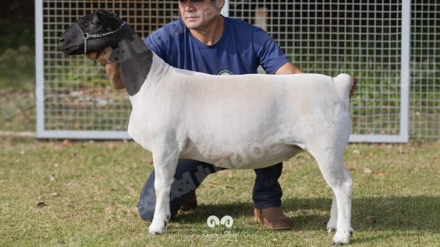 Lote em leilao em Brasil